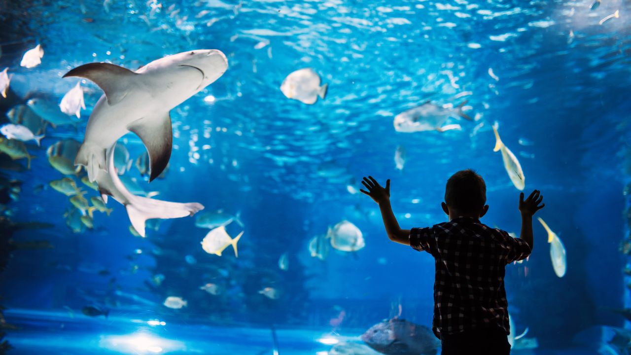 Hotels with Aquariums
